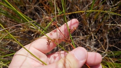 Juncus