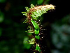 Pellaea rotundifolia