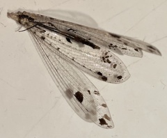 Dendroleon obsoletus