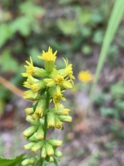 Solidago erecta