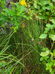 Equisetum hyemale