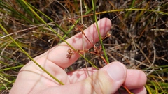 Juncus