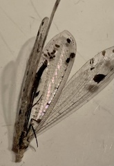 Dendroleon obsoletus