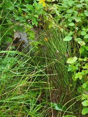 Equisetum hyemale