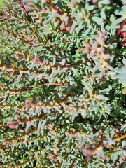 Suaeda australis