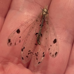 Dendroleon obsoletus
