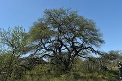 Prosopis nigra
