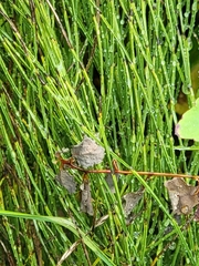 Equisetum hyemale