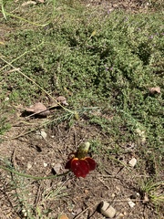 Ratibida columnifera