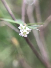 Leucopogon fasciculatus