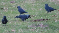 Corvus monedula