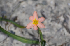 Moraea flaccida