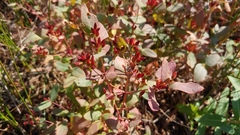 Hypericum fraseri