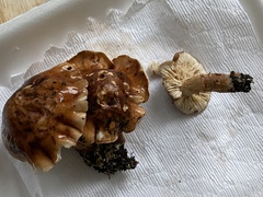 Tricholoma ustale