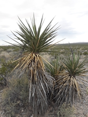 Yucca torreyi