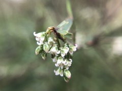 Leucopogon fasciculatus