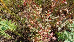 Hypericum fraseri