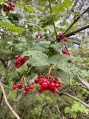Viburnum opulus