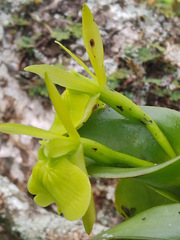 Epidendrum vulgoamparoanum