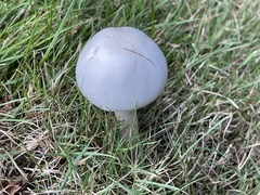 Leucoagaricus leucothites