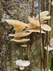 Pleurotus djamor
