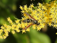Ancistrocerus