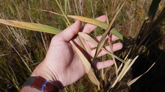 Phragmites australis americanus