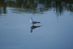 Chroicocephalus ridibundus