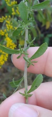 Solidago nemoralis