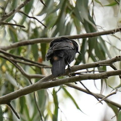 Icterus pyrrhopterus