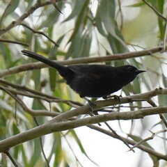 Icterus pyrrhopterus