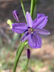 Arthropodium strictum