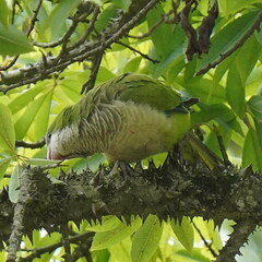 Myiopsitta monachus