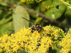 Ancistrocerus