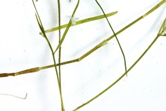 Potamogeton foliosus
