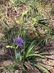 Arthropodium strictum