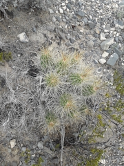 Echinocereus stramineus