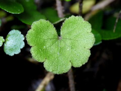 Hydrocotyle moschata