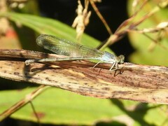 Argia