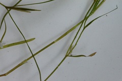 Potamogeton foliosus
