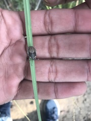 Agonoscelis puberula