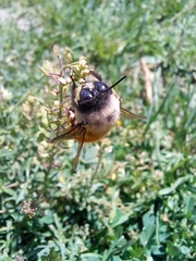 Xylocopa tabaniformis azteca