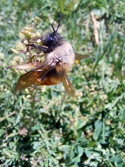 Xylocopa tabaniformis azteca