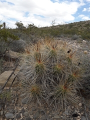 Echinocereus stramineus