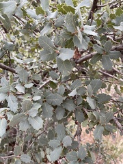 Quercus turbinella