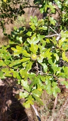 Quercus margaretiae