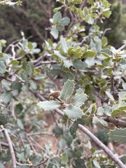 Quercus turbinella