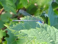 Argia