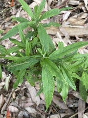 Artemisia douglasiana
