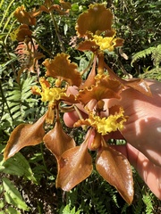 Cyrtochilum